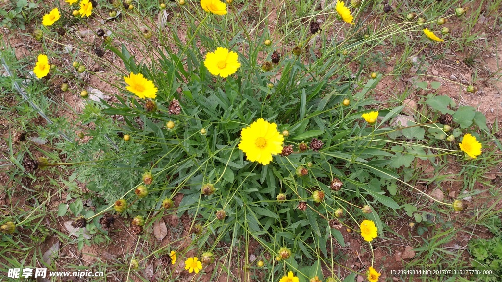 金鸡菊