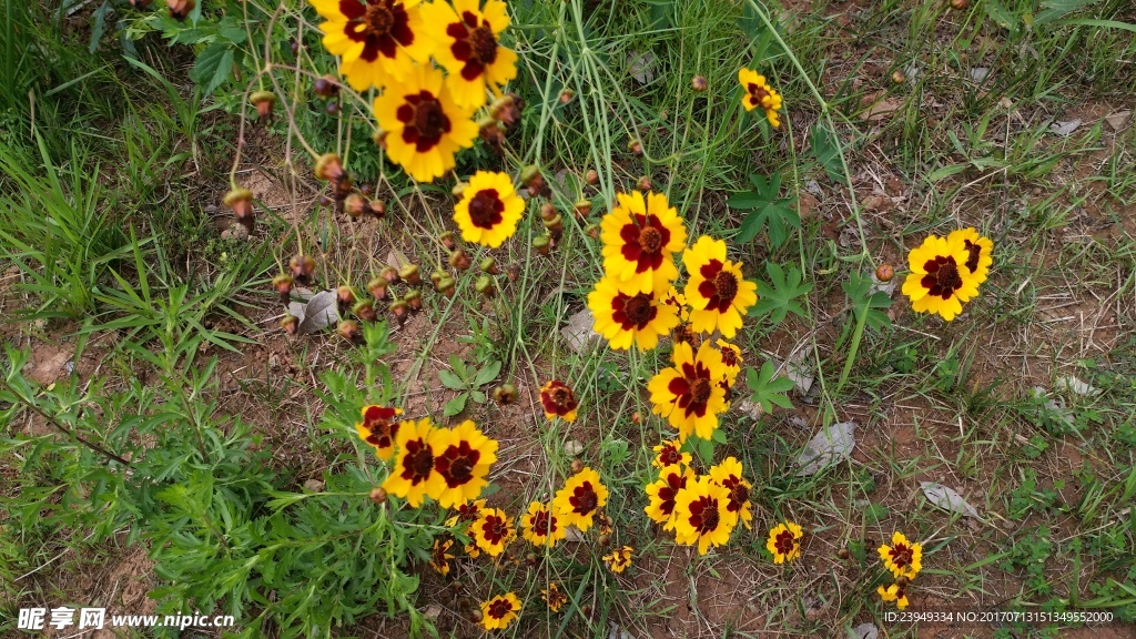 金鸡菊