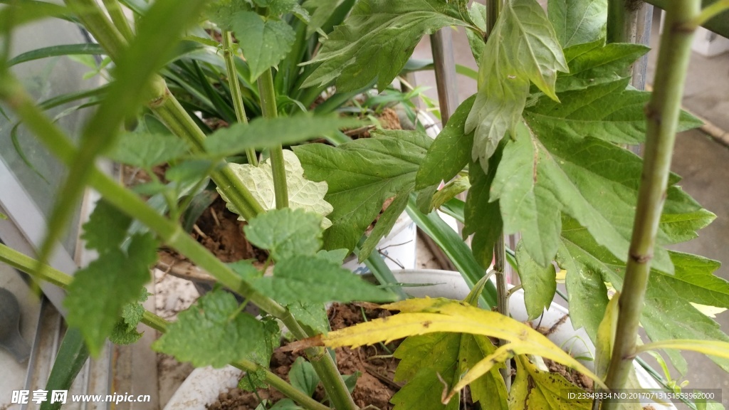花盆