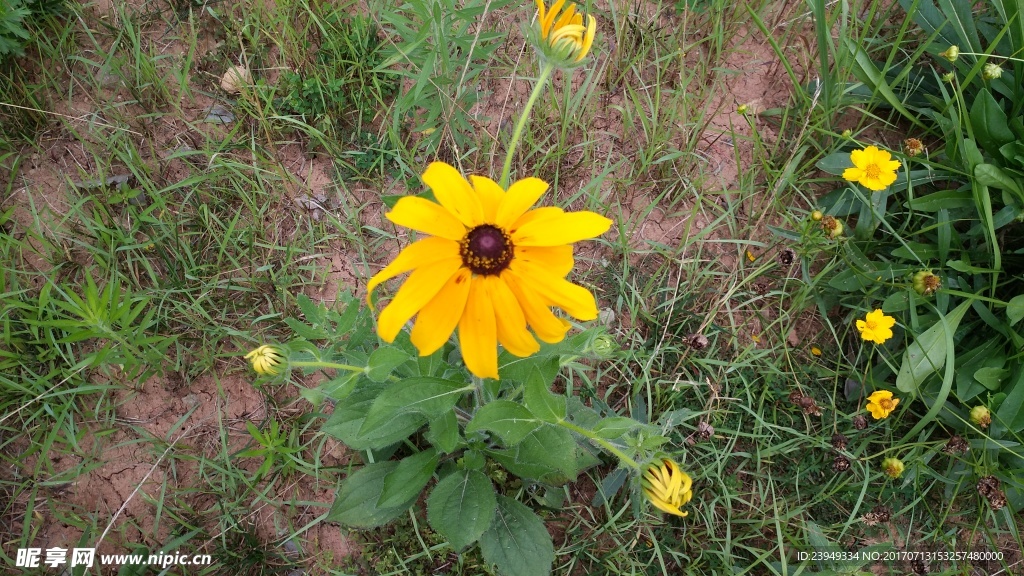 黑心菊