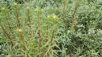 赶黄草