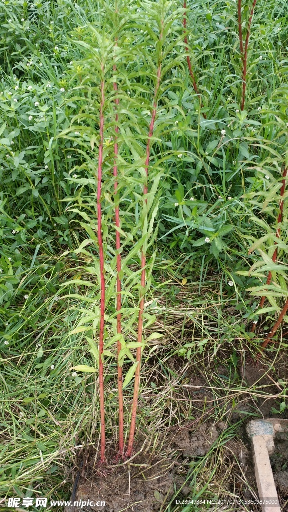 赶黄草