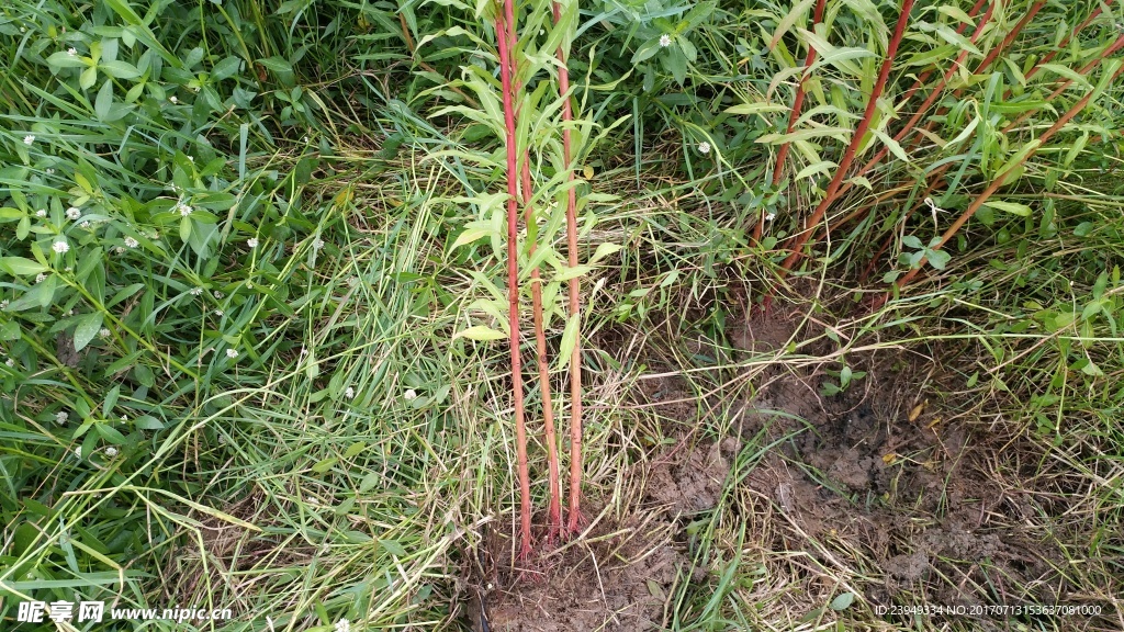 赶黄草