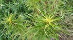 赶黄草