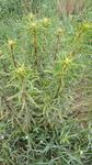 赶黄草