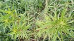 扯根菜