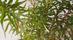 赶黄草