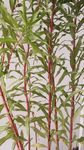 扯根菜