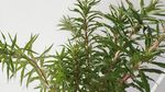 赶黄草