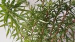 赶黄草