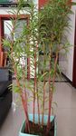 赶黄草