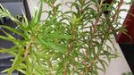 赶黄草