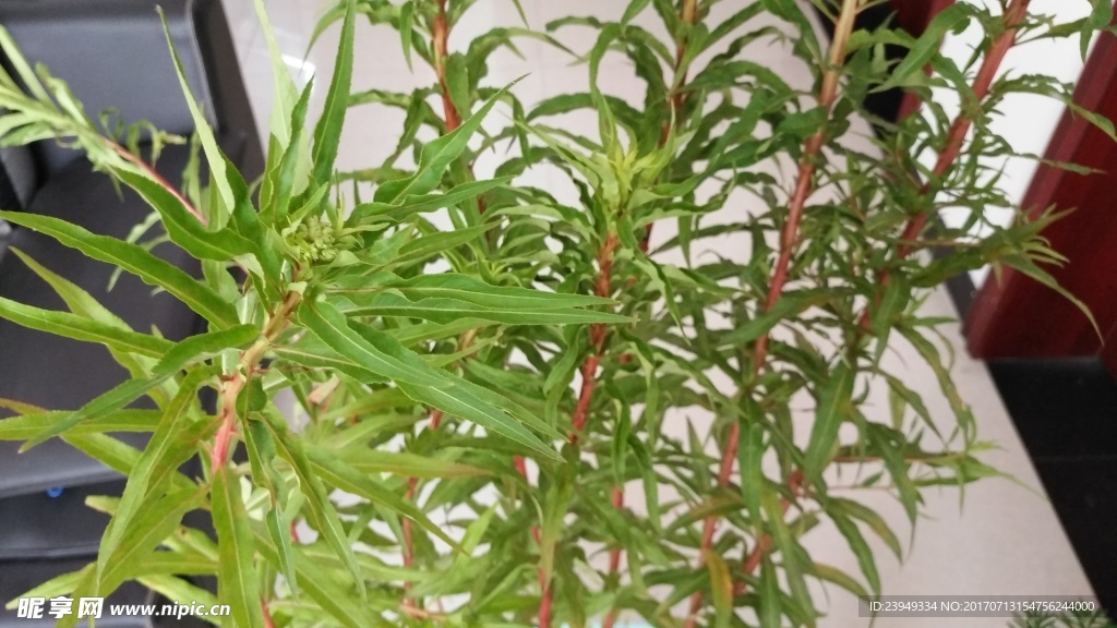 赶黄草
