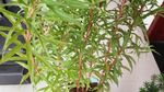 赶黄草