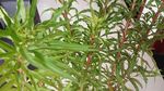 赶黄草