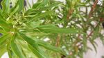 赶黄草