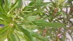 赶黄草