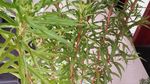 扯根菜