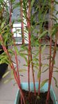 赶黄草