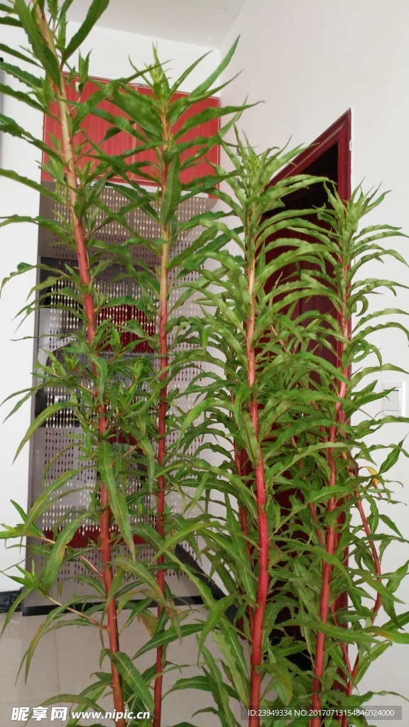 赶黄草