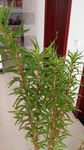 赶黄草