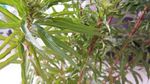 赶黄草