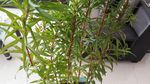 赶黄草