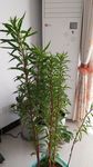 赶黄草