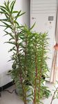 赶黄草