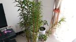 赶黄草