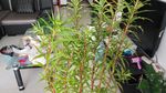 赶黄草