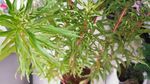 扯根菜