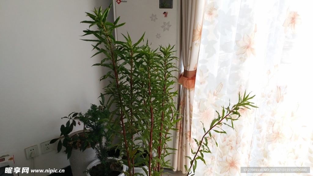 赶黄草