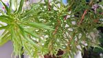 赶黄草