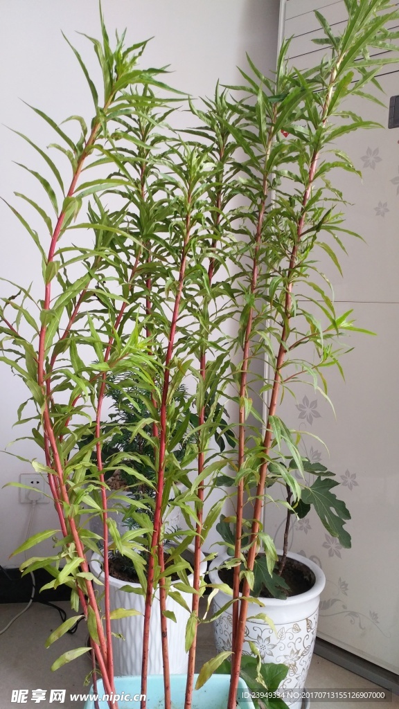 赶黄草