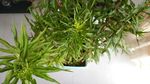 赶黄草