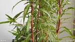 扯根菜