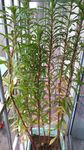 扯根菜