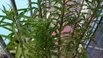 赶黄草