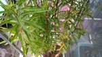 赶黄草