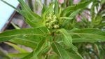 扯根菜