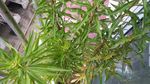 赶黄草