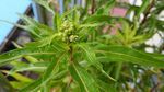 赶黄草