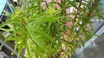 赶黄草