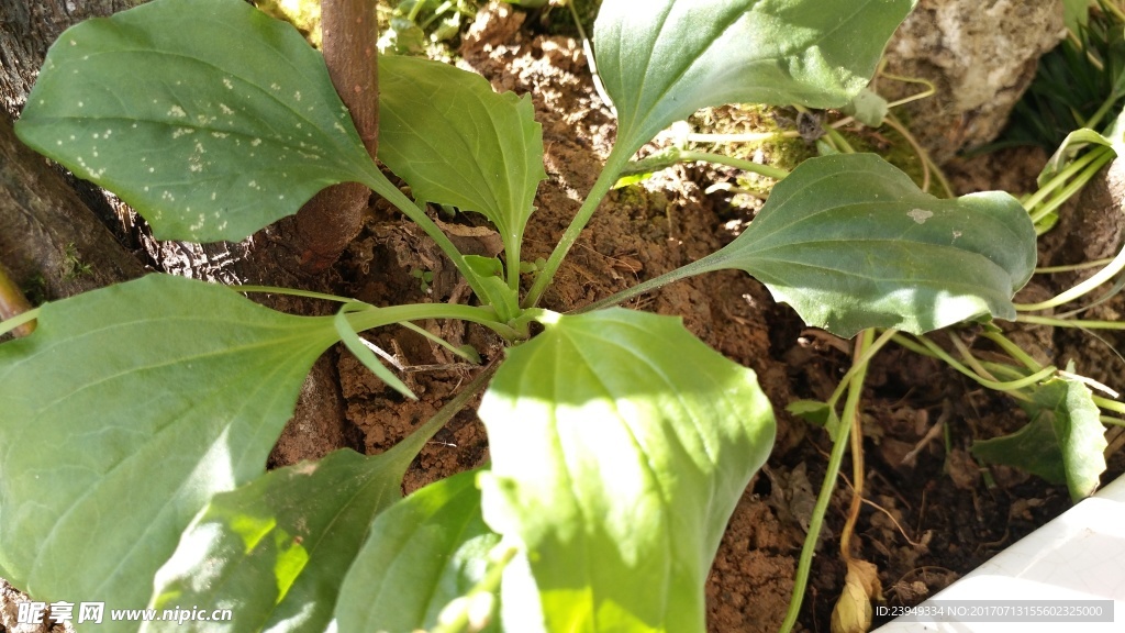 车前草