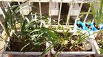 石菖蒲