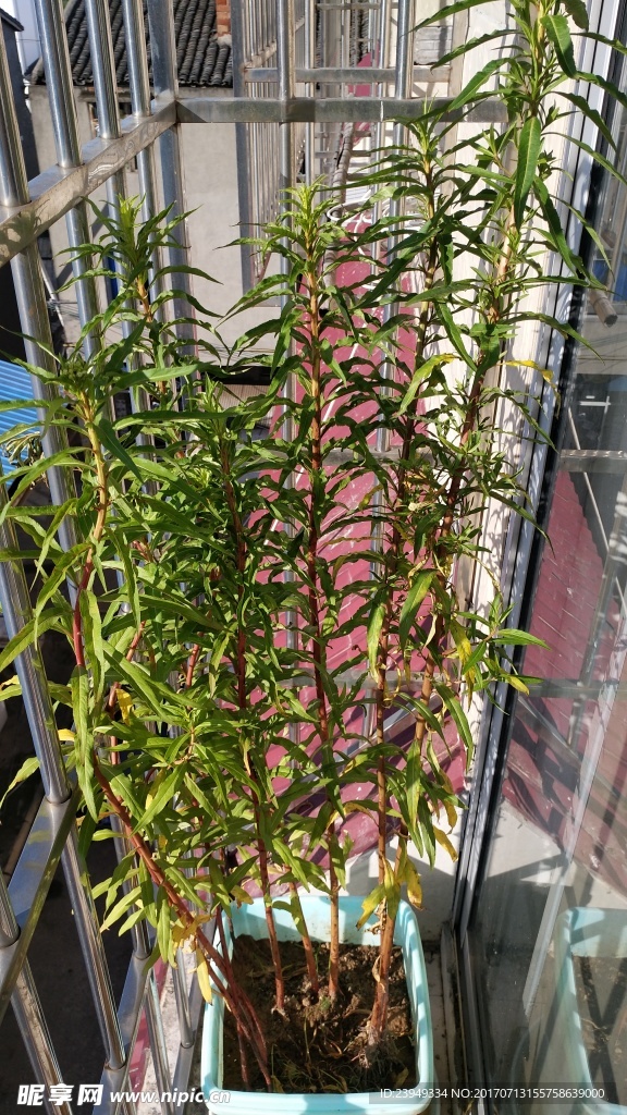 赶黄草