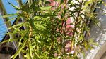 赶黄草