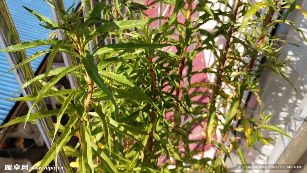 赶黄草