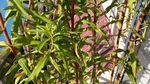 赶黄草